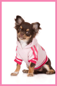 Chihuaha knitted jumper