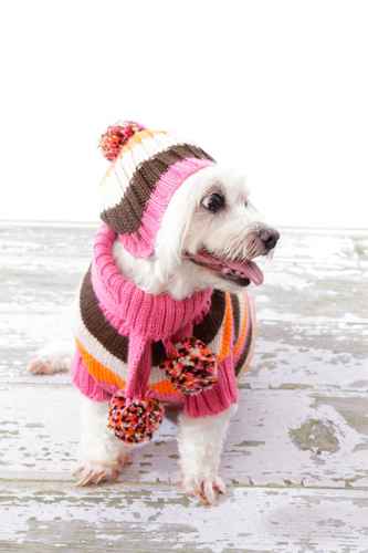 hand knitted dog jumper and hat